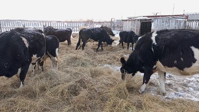 Коровы на прогулке. 22 декабря.