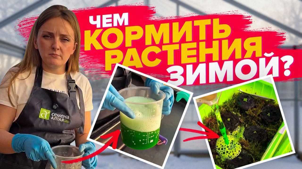 ПОМОГАЕМ РАСТЕНИЯМ ЗИМОЙ смотреть онлайн