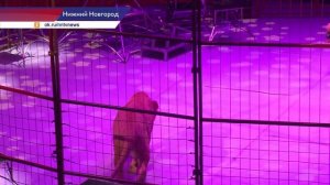 В Нижегородском цирке показали новое захватывающее шоу о спасении Нового года