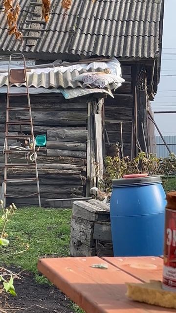 11.10.2025 🐶🐱🐶