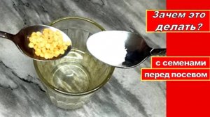 ЗАЧЕМ ЭТО ДЕЛАЮТ ОГОРОДНИКИ С СЕМЕНАМИ ПЕРЕД ПОСЕВОМ НА РАССАДУ КАЖДЫЙ ГОД. А Вы так делаете_
