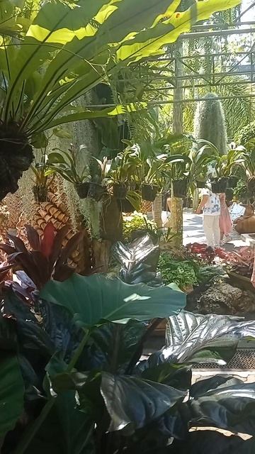 Тайский секрет красоты — внутри Тайный зал орхидей в Таиланде: где цветы шепчут древние легенды смотреть онлайн