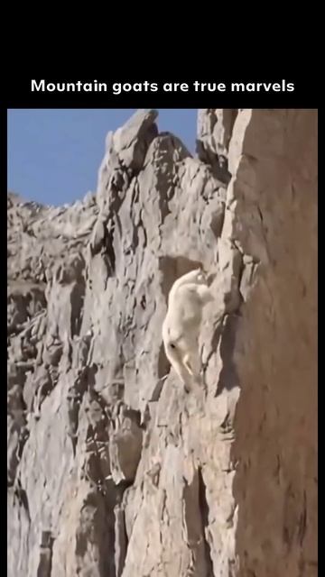 Mountain goats are true marvels смотреть онлайн