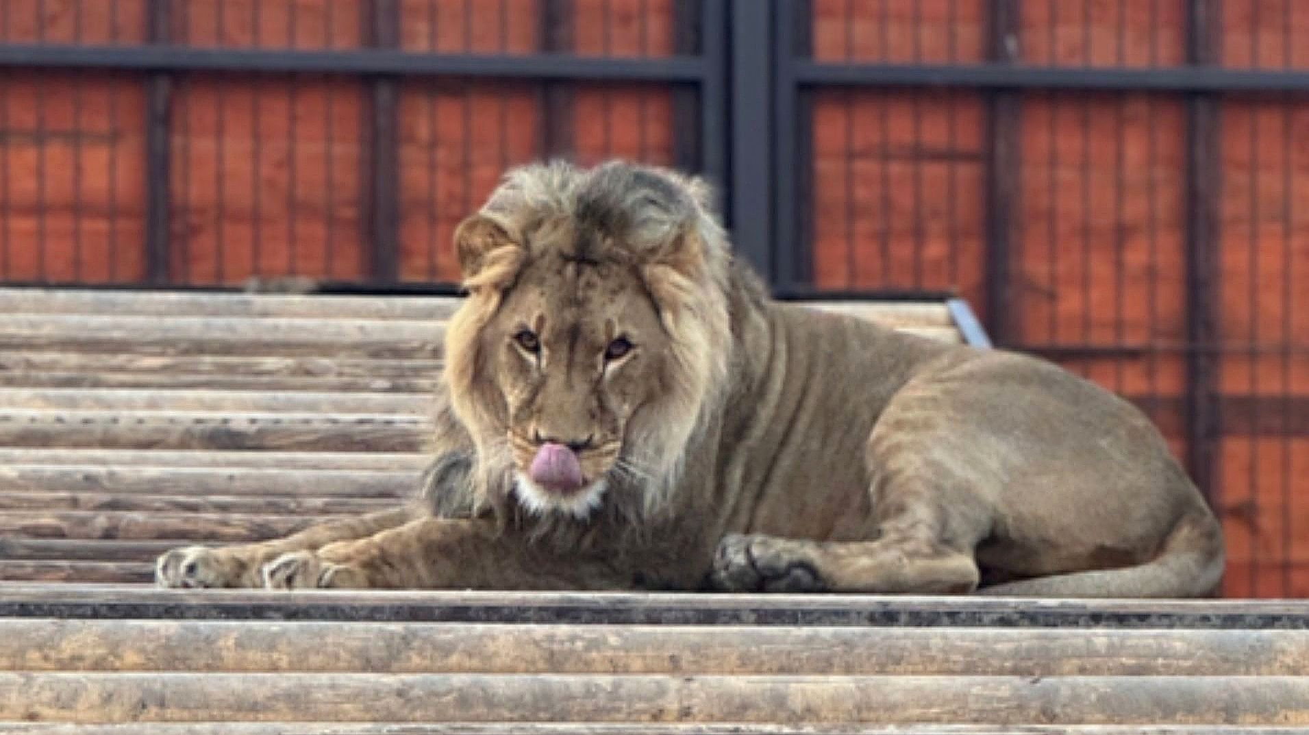 Лев Шерхан и его сердечная драма. Не поваляешь - не поешь. /С наступающим Новым годом, друзья! смотреть онлайн