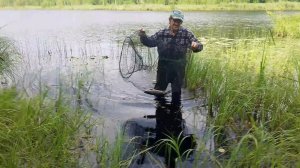 ЛОВЛЯ ГИГАНТСКИХ КАРАСЕЙ В ВЕРШУ - ЭПИЧЕСКАЯ РЫБАЛКА