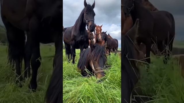 Лошадки.mp4 смотреть онлайн