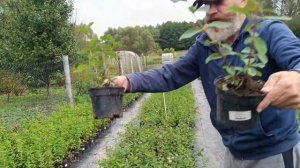 Питомник жимолости.