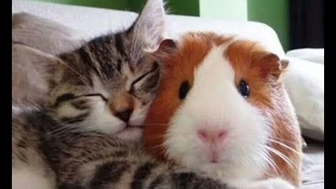 приколы смотреть онлайн