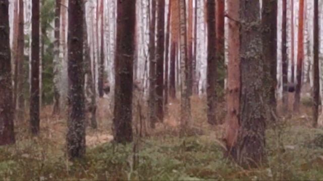 Стадо лосей в Ярославской области декабрь 2025