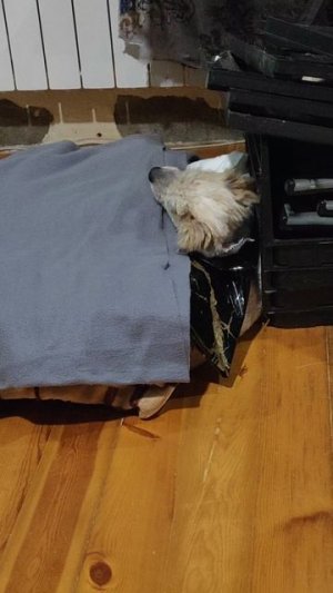 Снежок как ребенок просится на ручки