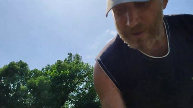 На плантации жимолости созрели ранние сорта.  СТРЕЖАВЧАНКА! ВОСТОРГ! СЕЛЬГИНКА!