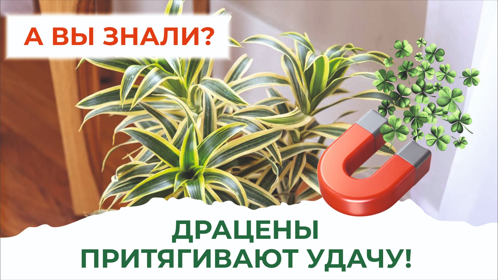 Об уходе за Драценой-талисманом: пересадка, обрезка и полив смотреть онлайн