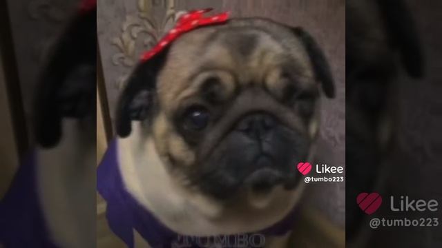 мопс эдит смотреть онлайн