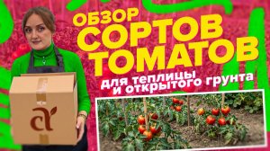 ОБЗОР ТОМАТОВ ДЛЯ ТЕПЛИЦЫ И ОТКРЫТОГО ГРУНТА