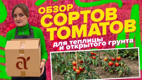 ОБЗОР ТОМАТОВ ДЛЯ ТЕПЛИЦЫ И ОТКРЫТОГО ГРУНТА