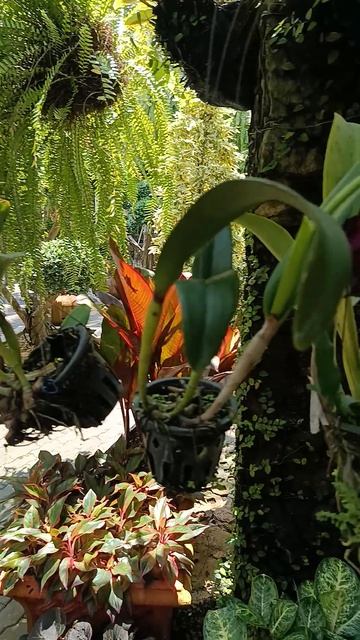 Место, где цветы правят миром Тайный зал орхидей в Таиланде: где цветы шепчут древние легенды смотреть онлайн