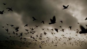 снова за окном.mp4