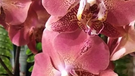 22.12.2025г. Новая поставка красивых орхидей в Лемана Про. смотреть онлайн