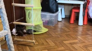 Басик ВСПОМНИЛ МОЛОДОСТЬ и решил вслед за Моной залезть в гама сек, но зашла только голова)))