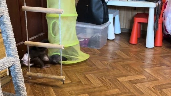 Басик ВСПОМНИЛ МОЛОДОСТЬ и решил вслед за Моной залезть в гама сек, но зашла только голова)))