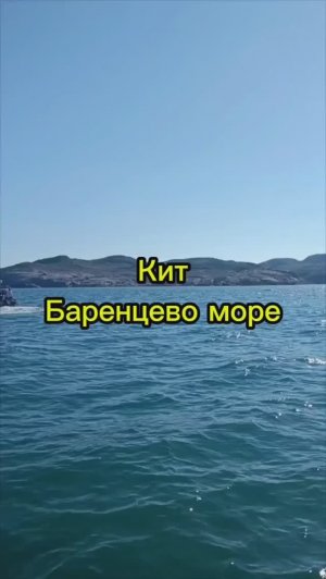 Кит в Териберке