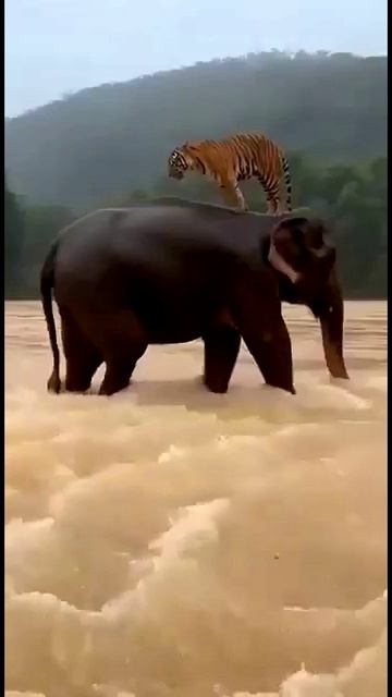 Во время наводнения на Суматре смотреть онлайн