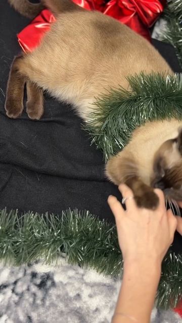 Английская вечеринка