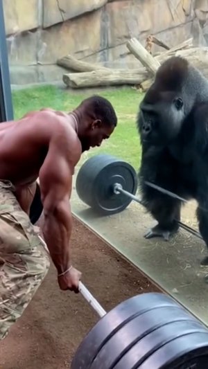 Штангист против Гориллы