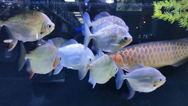 Аквариум / Какая большая селёдка плавает в аквариуме!