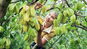 Собираю урожай карамболы и несу их на рынок для продажи. Забочусь о кроликах. Дуонг. Вьетнам