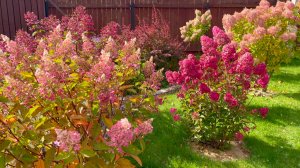 Черенкование гортензий, и укрытие на зиму укоренивщихся черенков. Мой опыт.