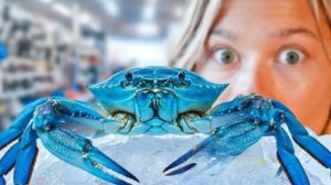 Я превратила краба в домашнего питомца и спасла его