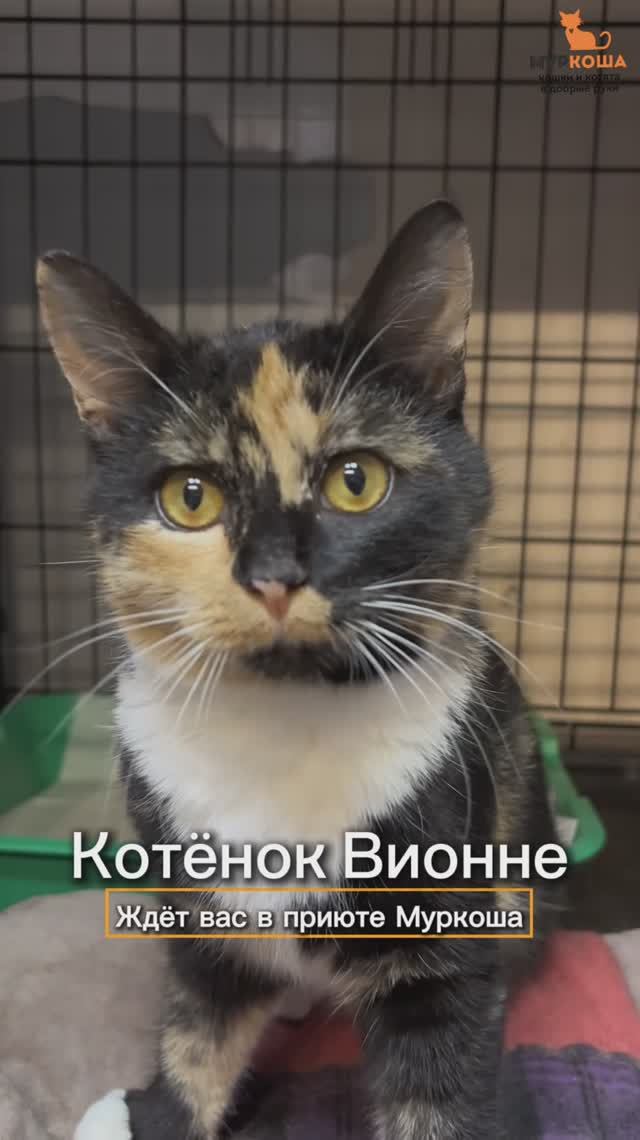 Вионне ждёт вас в приюте #Муркоша смотреть онлайн