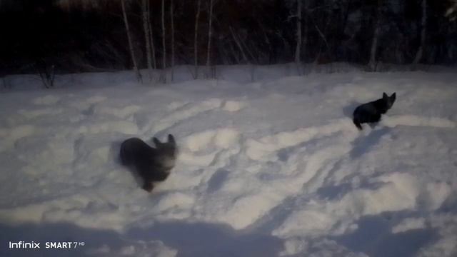 ВЕО  восточно европейская овчарка черная