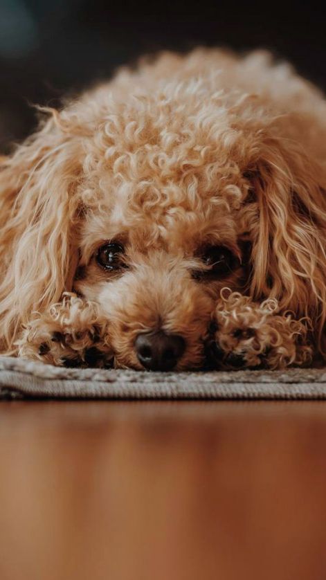 ПОЧЕМУ ВСЕ ХОТЯТ МАЛЬТИПУ смотреть онлайн