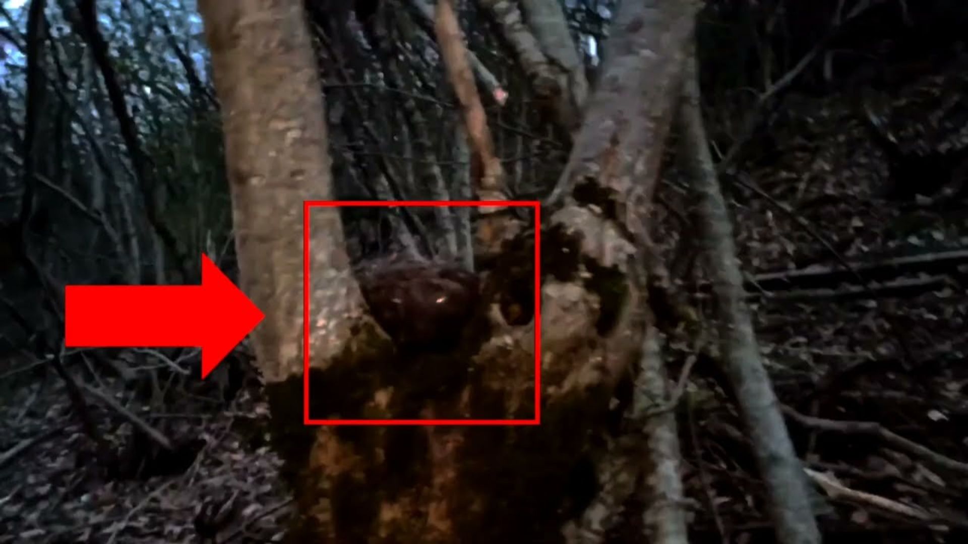 Жуткое существо заснято на камеру в лесу далеко - Страшные