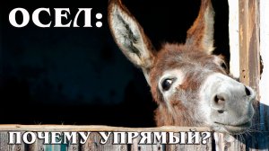 Осел: Он Вам Не Лошадь | Интересные факты про ослов