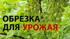 Как правильно обрезать смородину весной — пошаговая инструкция для начинающих!
