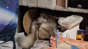 МКБ - кормить ли уринари для профилактики?