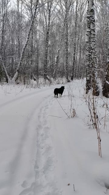 Канадский волк - гибрид. 23 декабря 2025 смотреть онлайн
