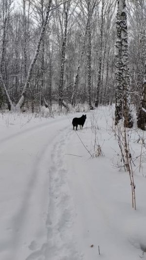 Канадский волк - гибрид. 23 декабря 2025