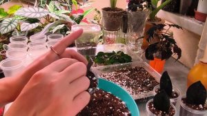 Посадка листов замиокулькаса. Укоренение, уход, посадка