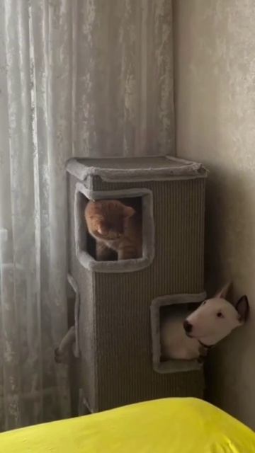 Пёс с прошивкой от кота смотреть онлайн