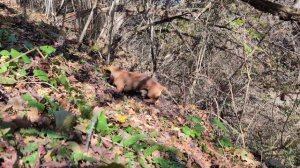 Охота на норе. Добыли достойного барсука. Неутомимый Люцик.