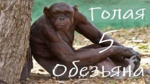 Голая Обезьяна 5  : Агрессия голой обезьяны - II