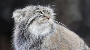 Манул  - Самый ДИКИЙ кот ИЗ СТЕПЕЙ | КОТ МАНУЛ