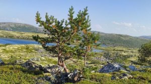 Операция Кедр. Часть первая. Особенности национальной телепортации.