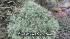 Pinus strobus Green Twist