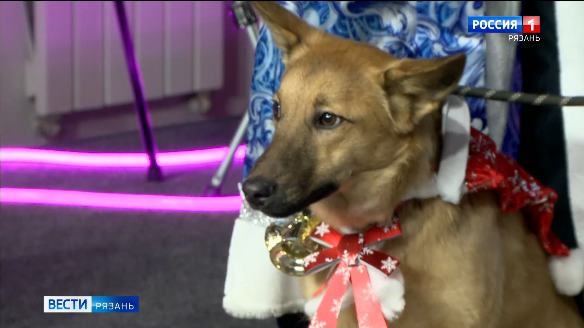 Десять животных смогли найти новый дом на выставке "Хвостатый новый год" смотреть онлайн