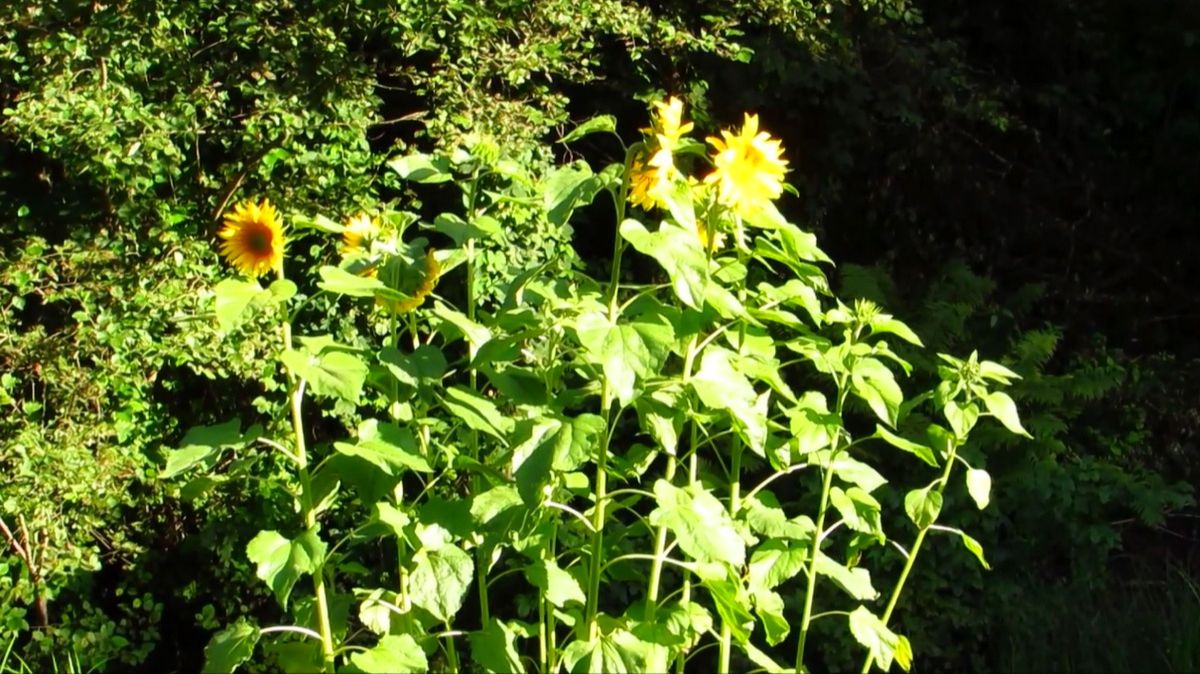 Подсолнухи у речушки смотреть онлайн